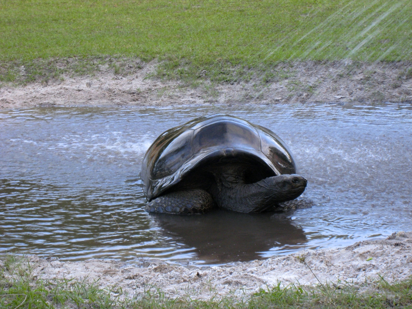 ALDABRA BREEDER