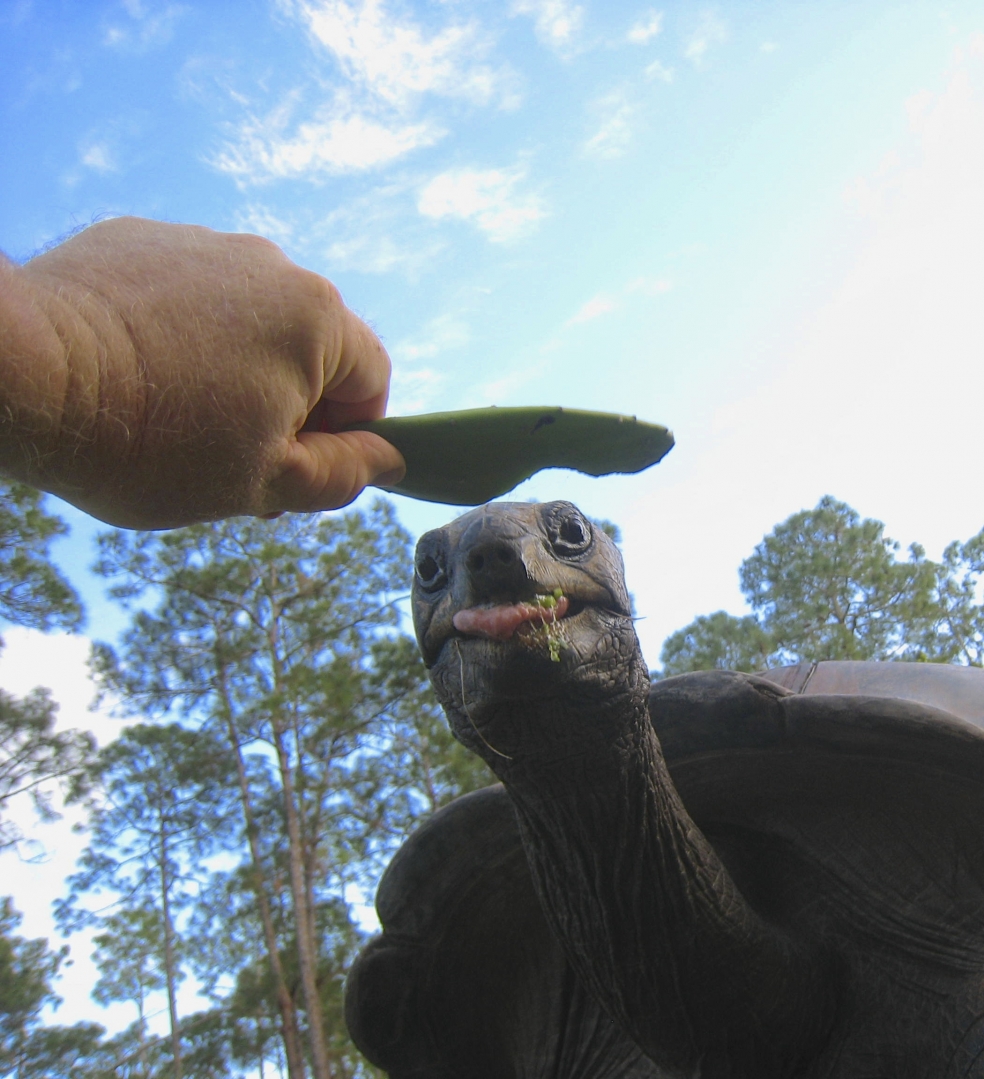 ALDABRA BREEDER