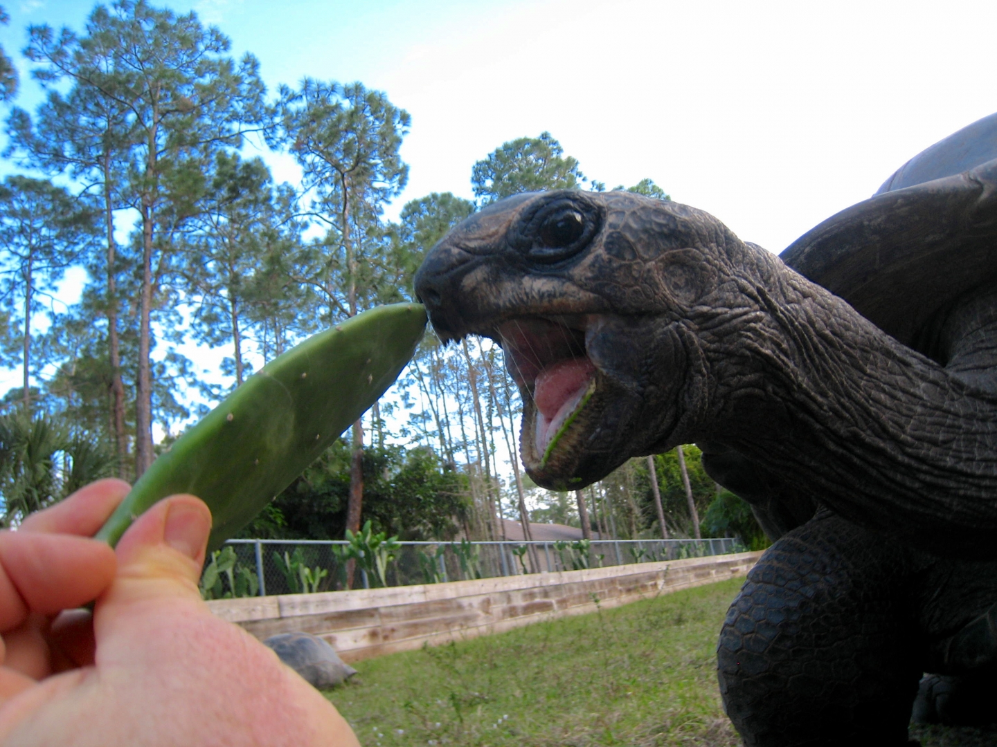 ALDABRA BREEDER