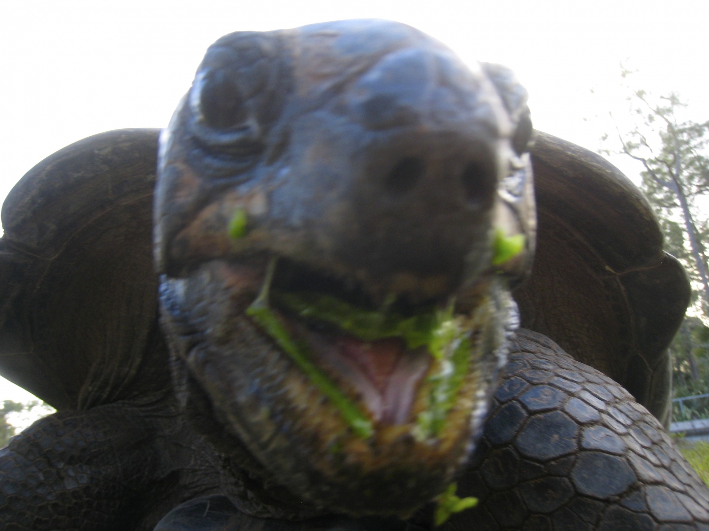ALDABRA BREEDER