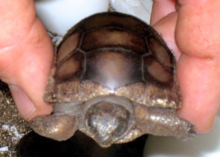 ALDABRA BREEDER