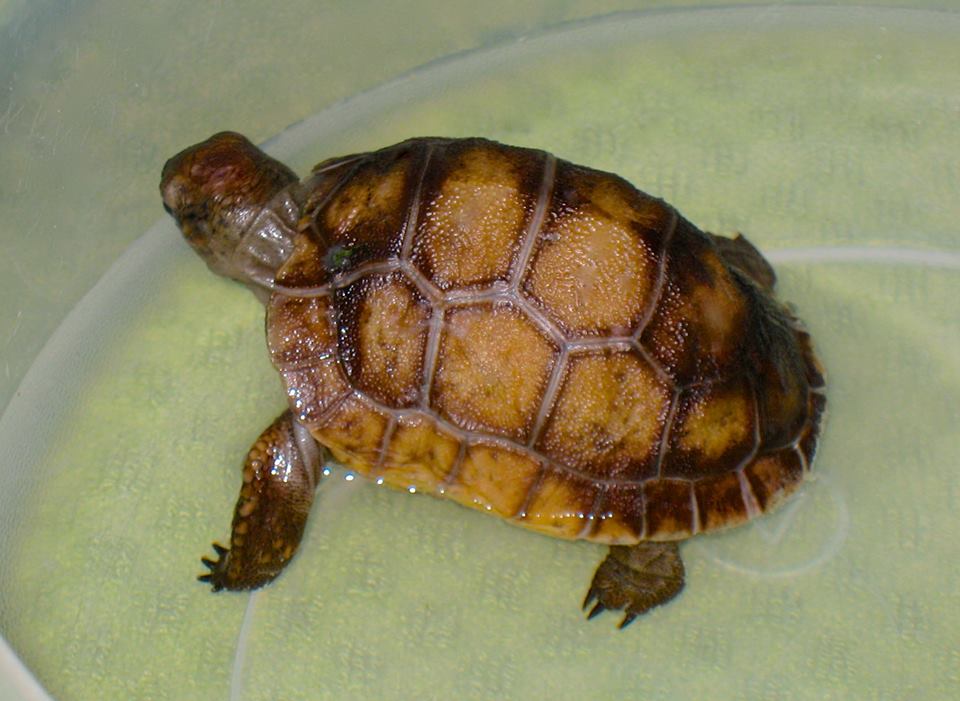 ALDABRA BREEDER