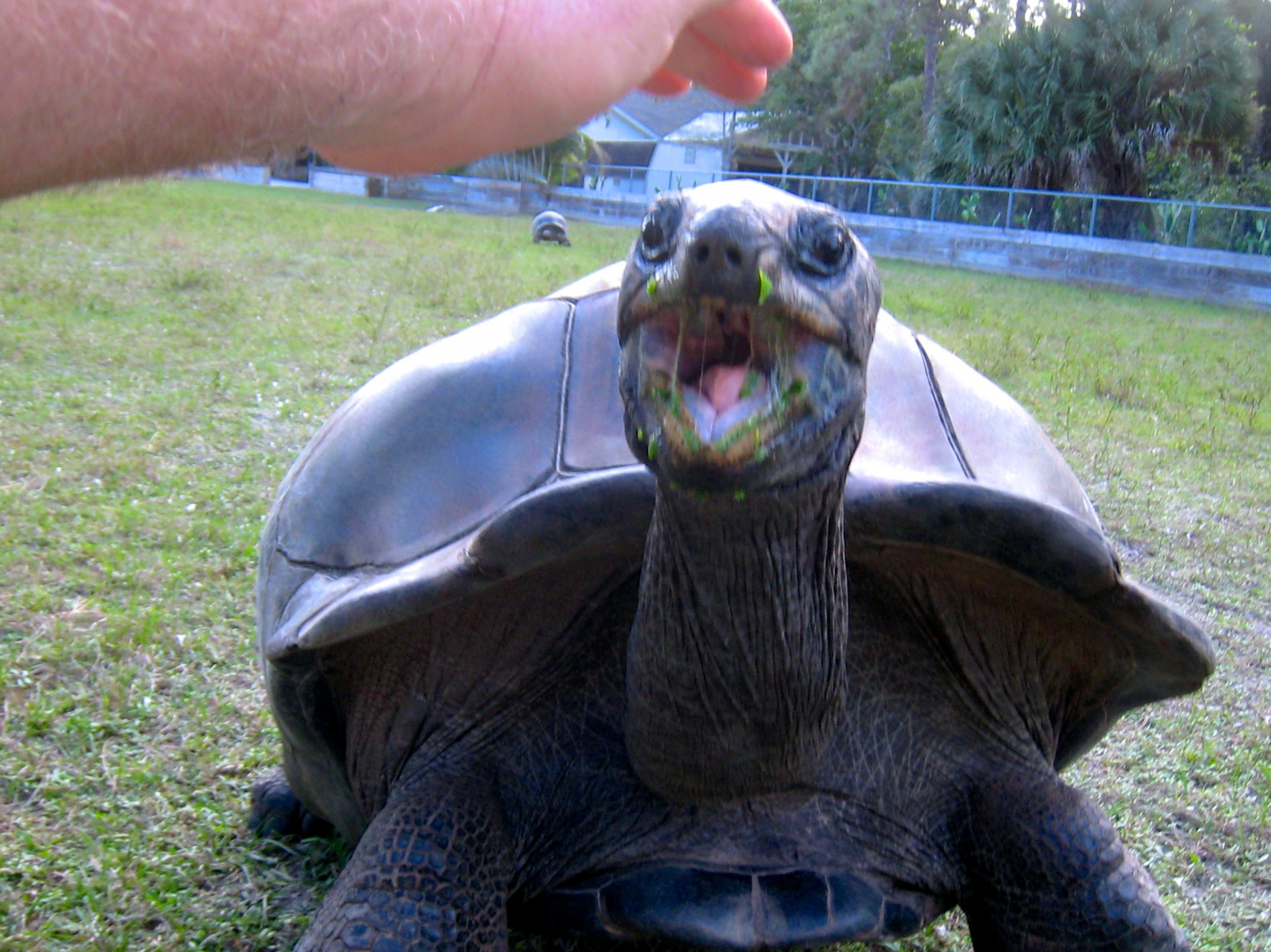 ALDABRA BREEDER