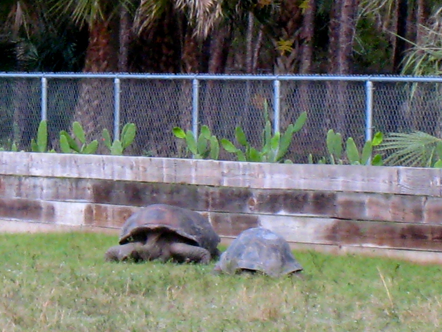 ALDABRA BREEDER