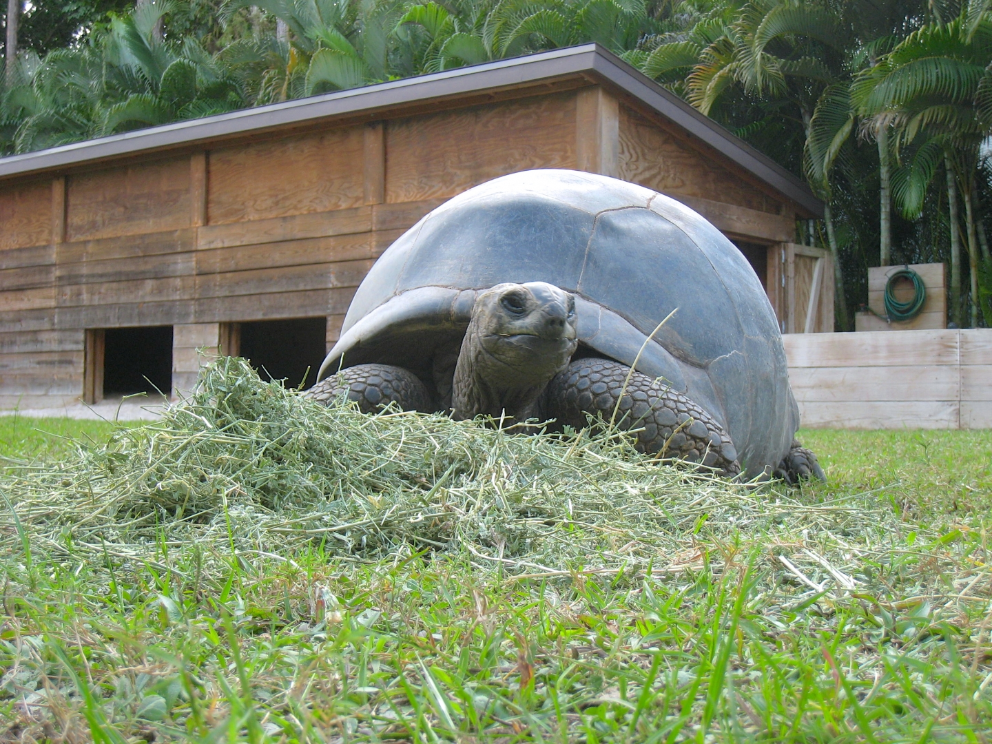 ALDABRA BREEDER