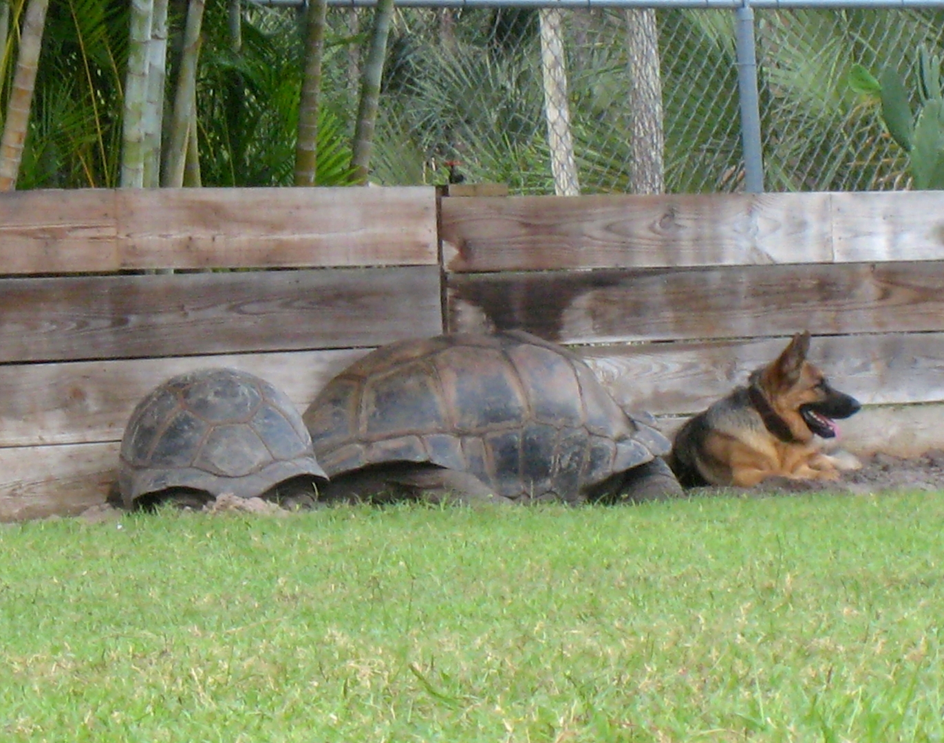 ALDABRA BREEDER