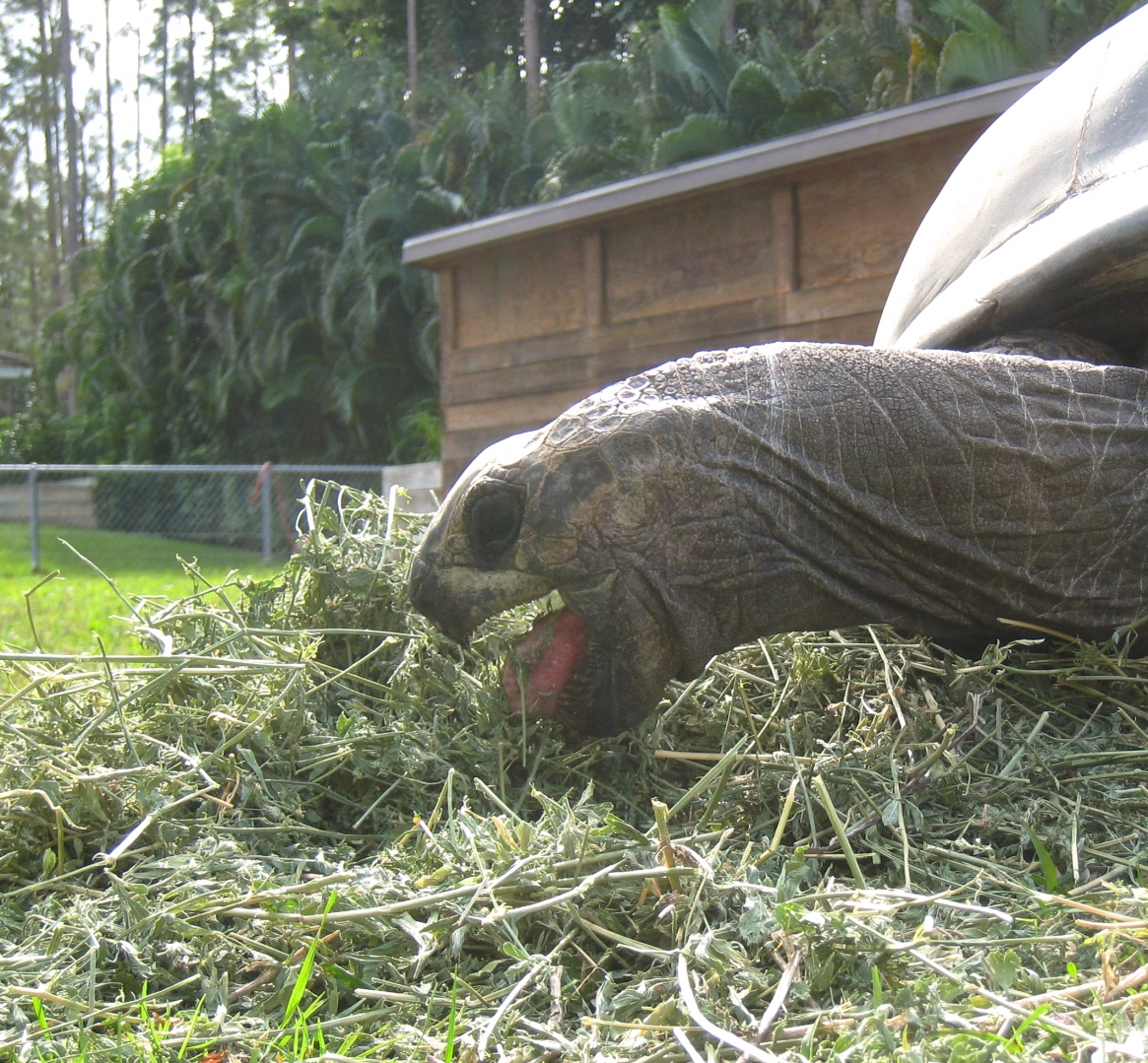 ALDABRA BREEDER