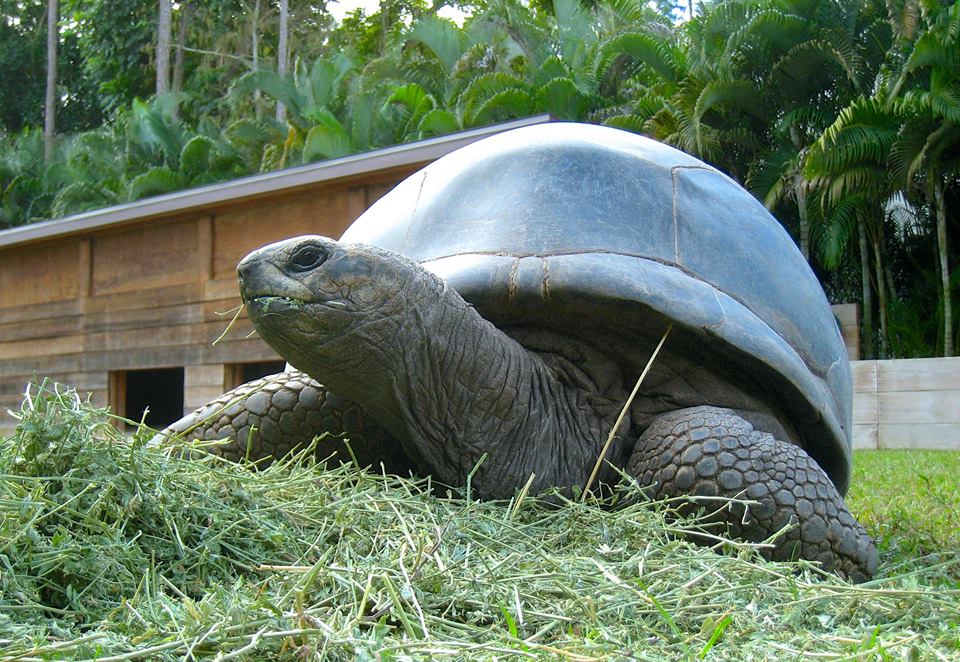 ALDABRA BREEDER