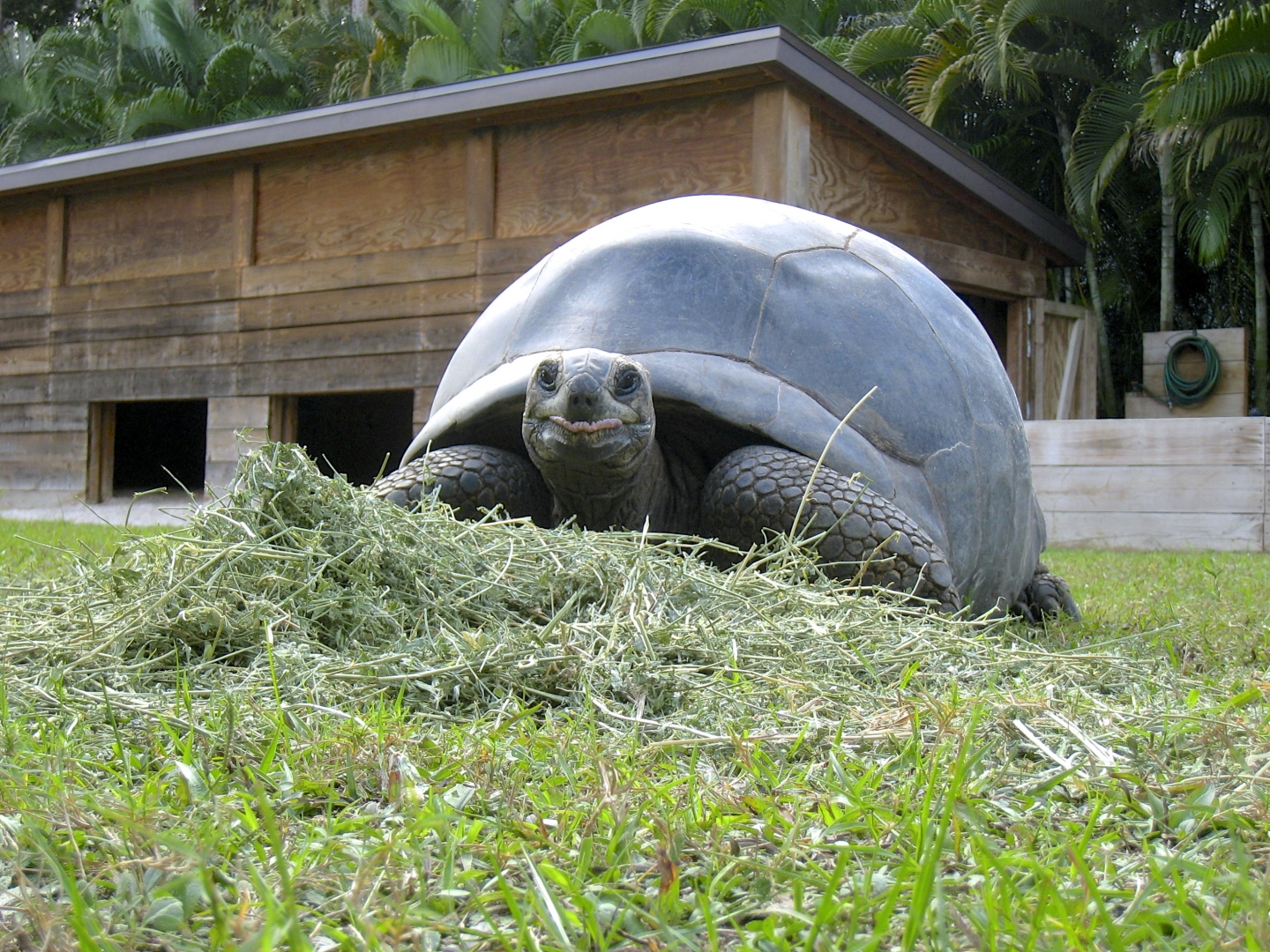 ALDABRA BREEDER