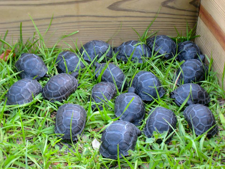 ALDABRA BREEDER