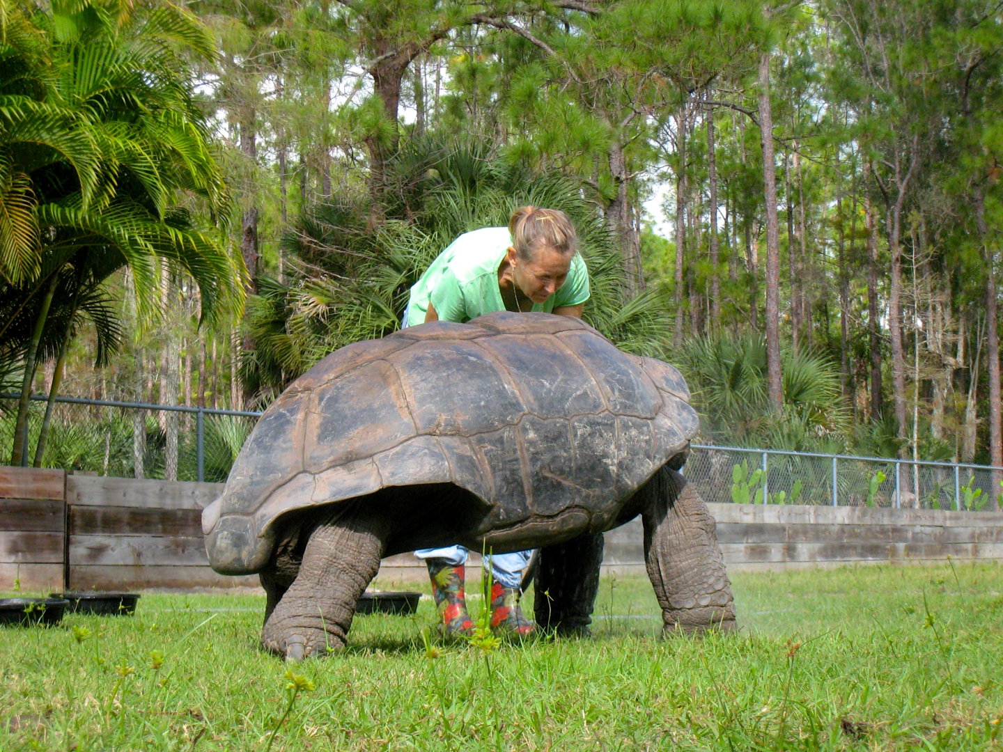ALDABRA BREEDER