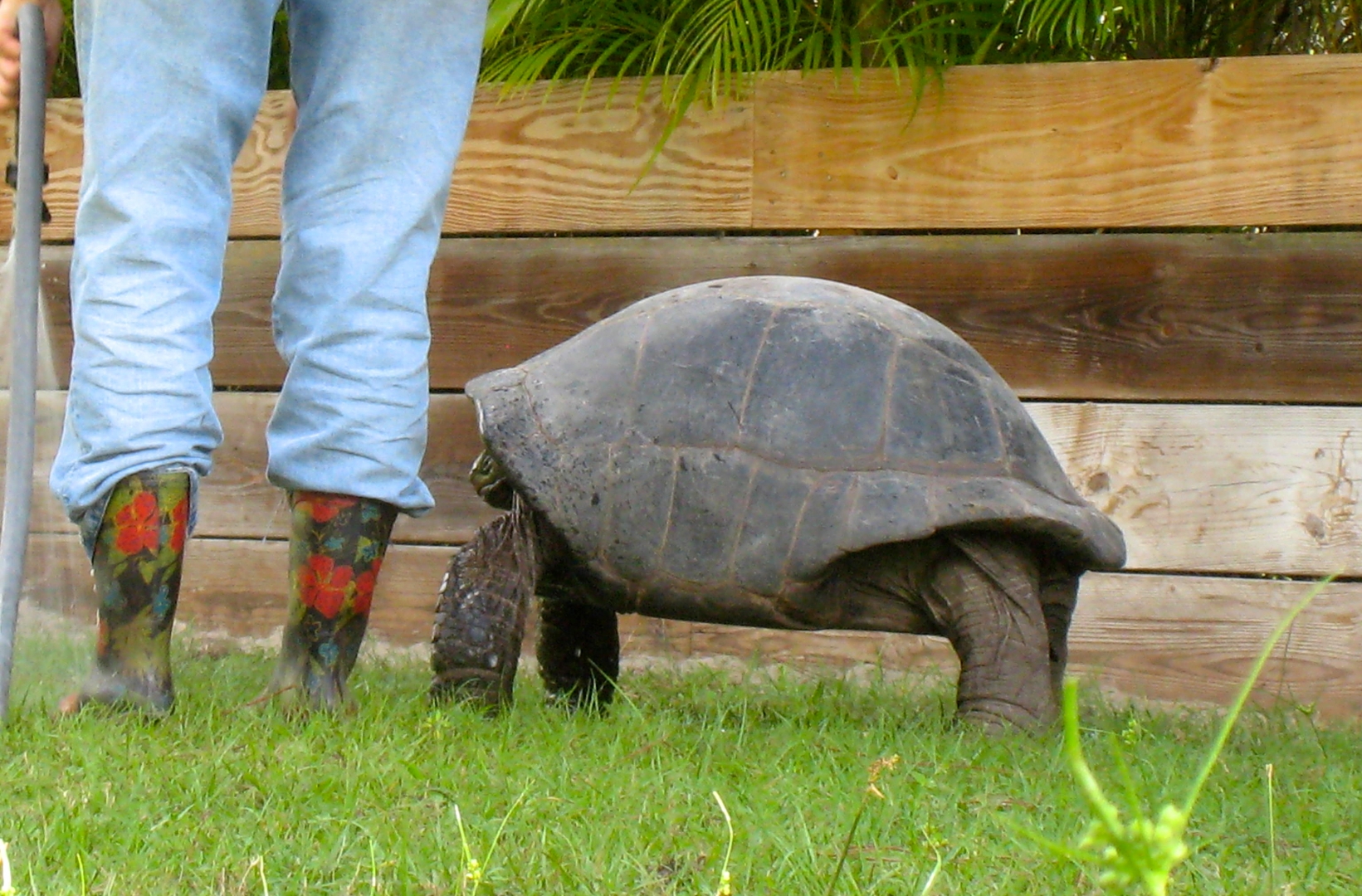 ALDABRA BREEDER