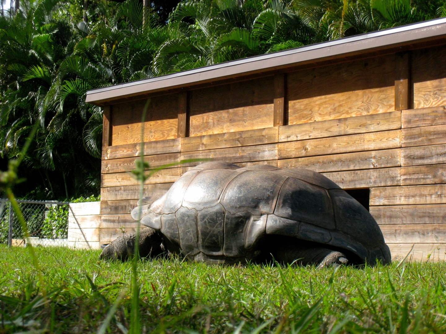 ALDABRA BREEDER