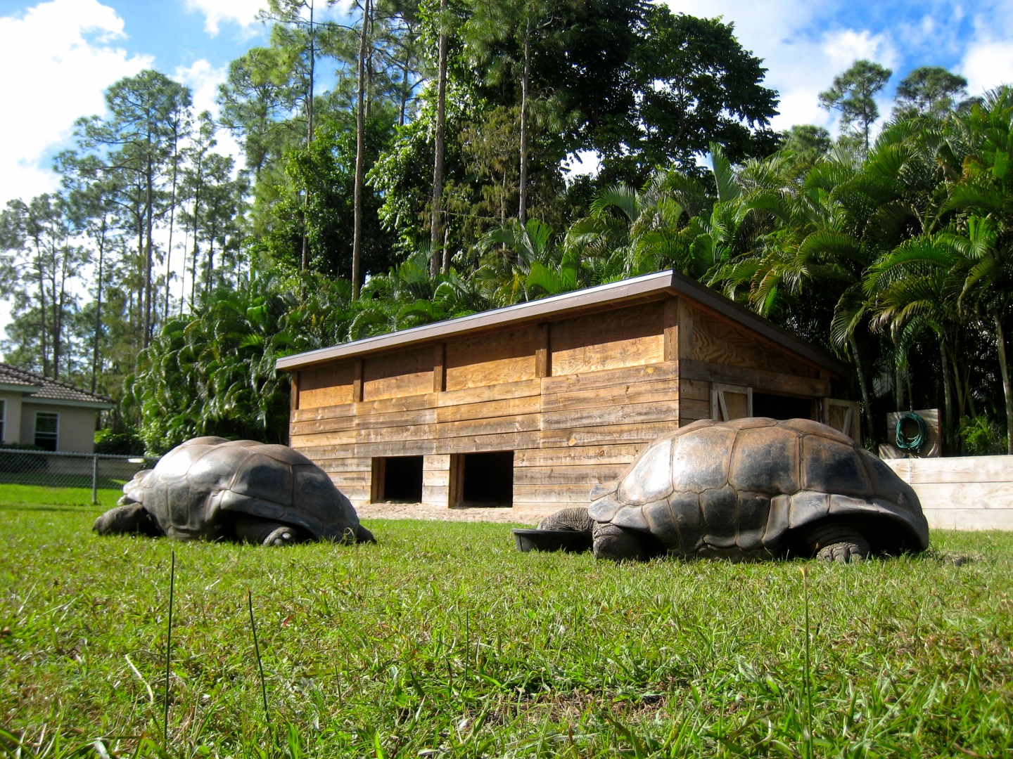 ALDABRA BREEDER