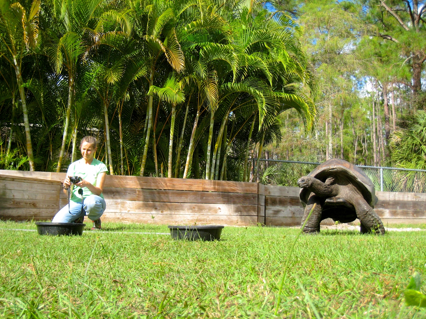 ALDABRA BREEDER