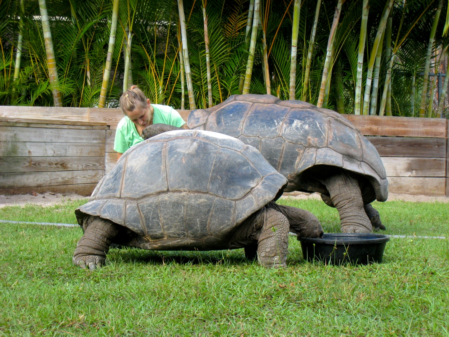 ALDABRA BREEDER
