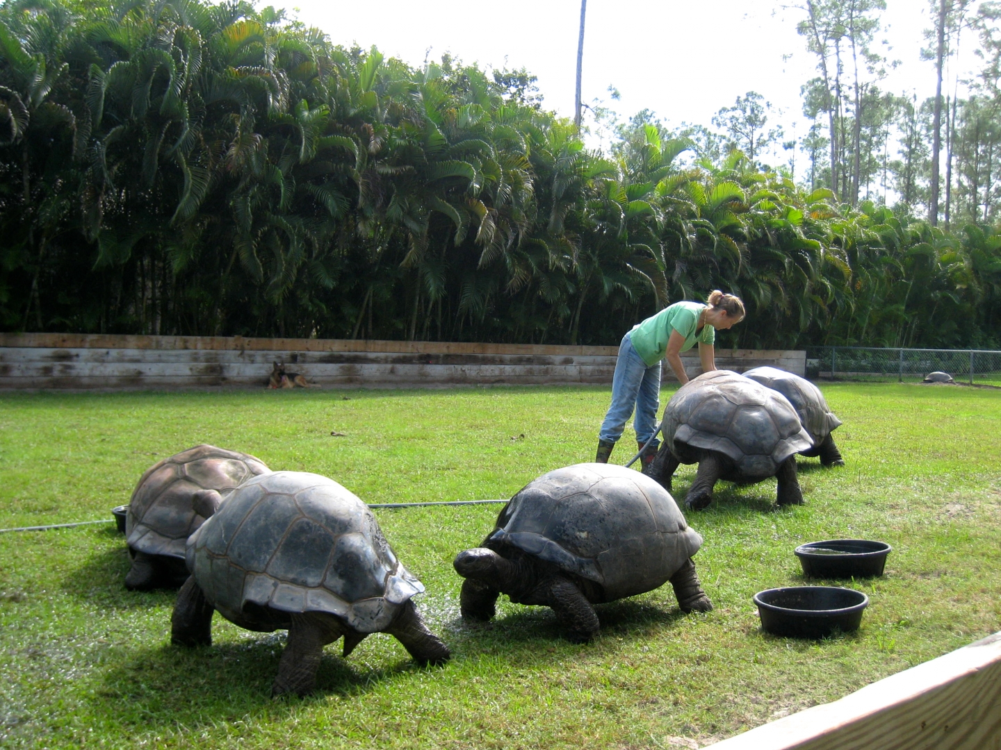ALDABRA BREEDER