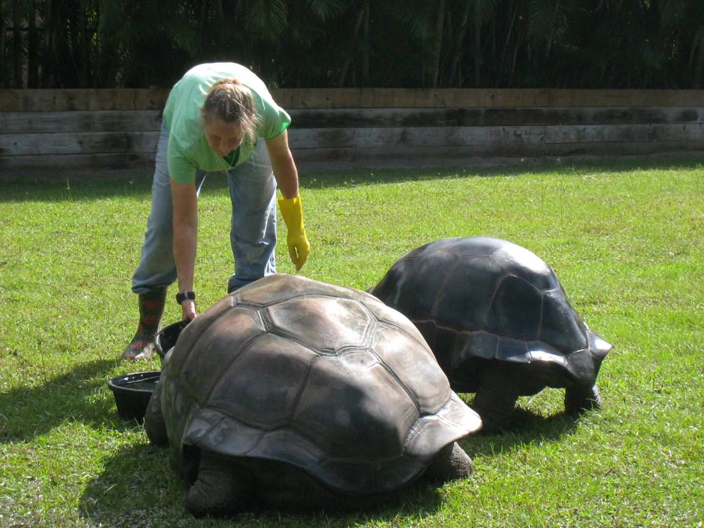 ALDABRA BREEDER