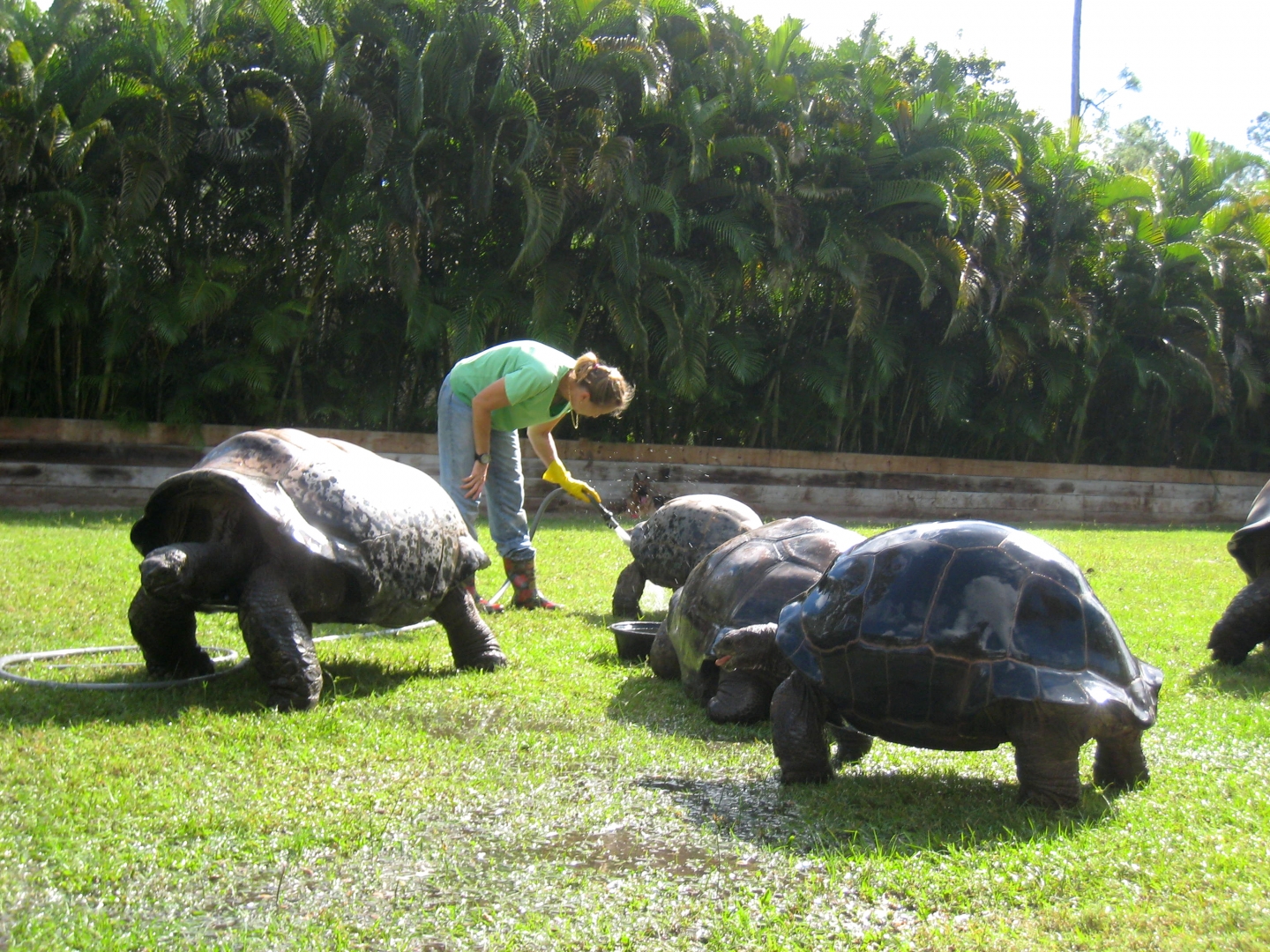 ALDABRA BREEDER