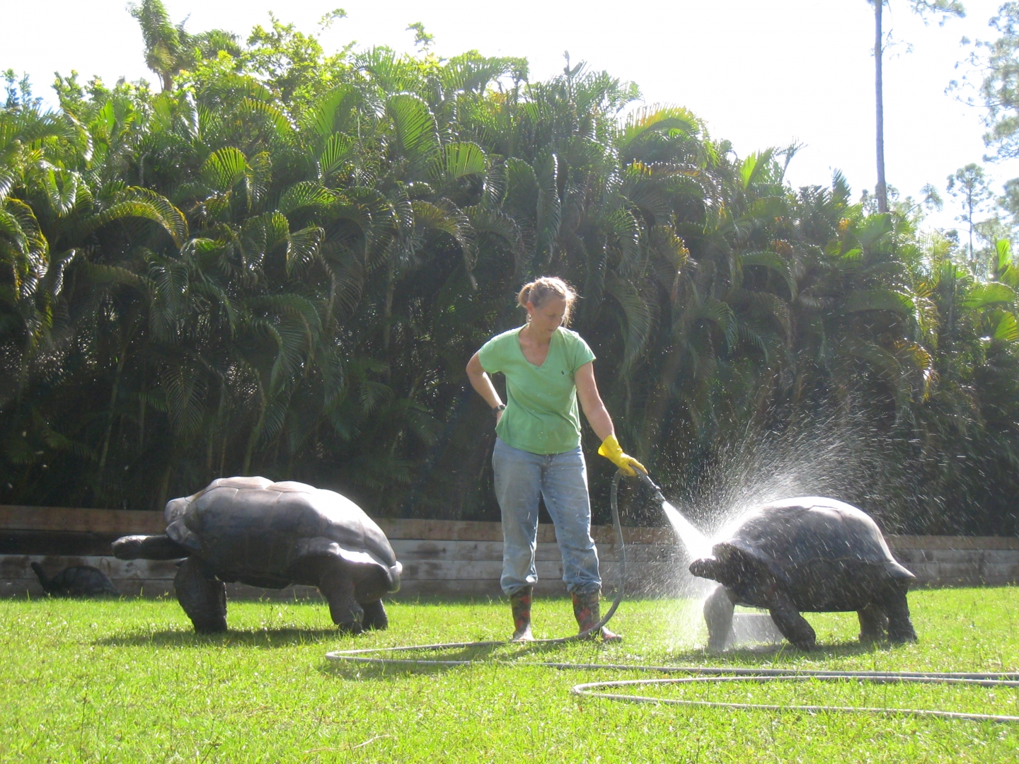 ALDABRA BREEDER