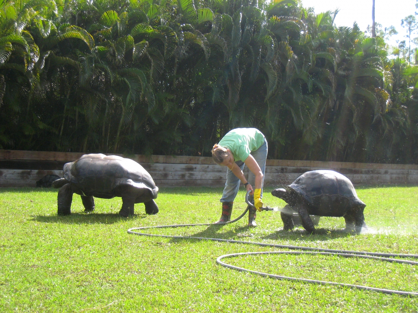 ALDABRA BREEDER