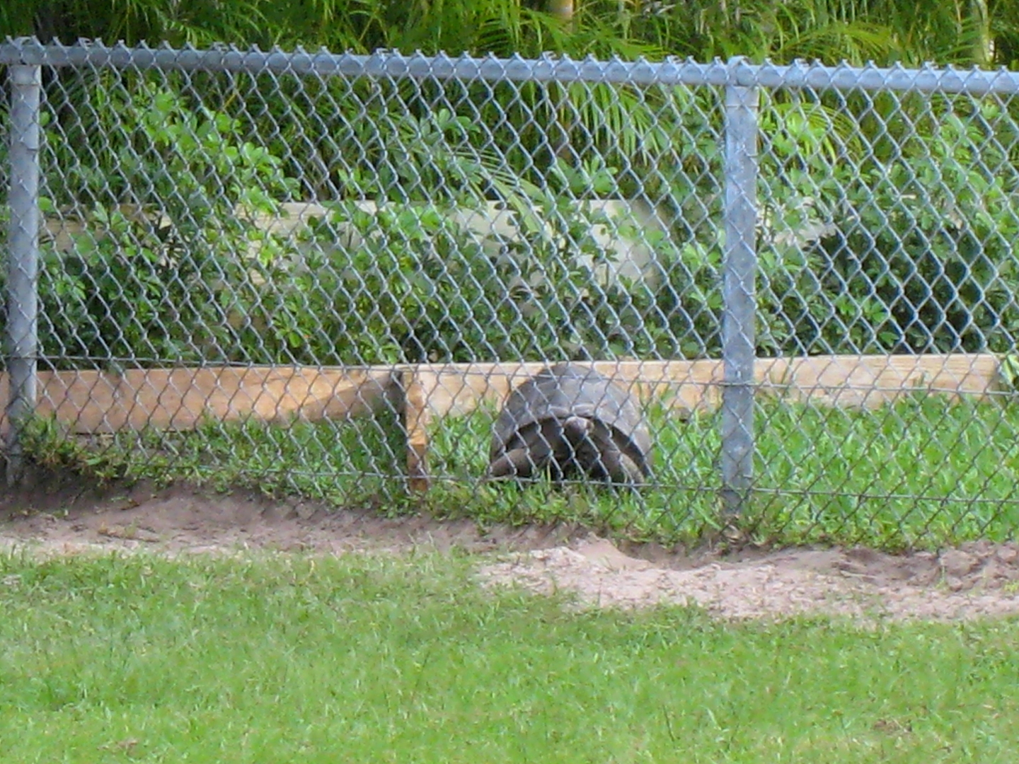 ALDABRA BREEDER