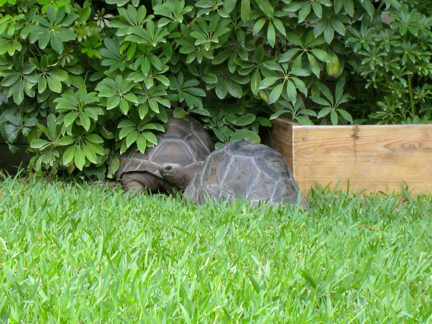 ALDABRA BREEDER