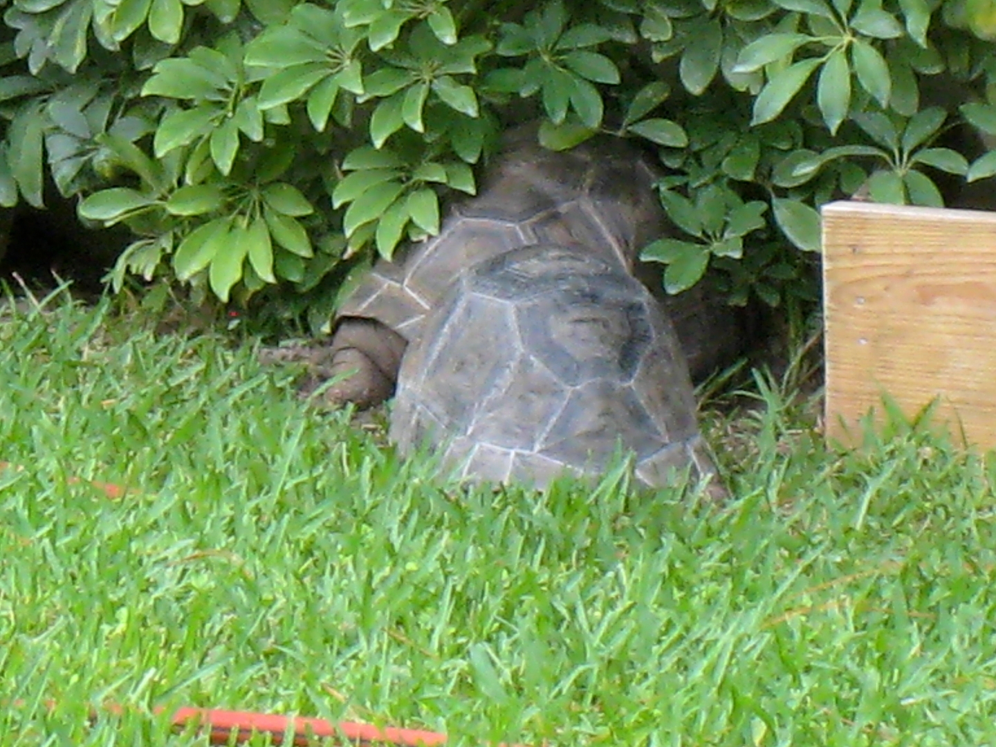 ALDABRA BREEDER