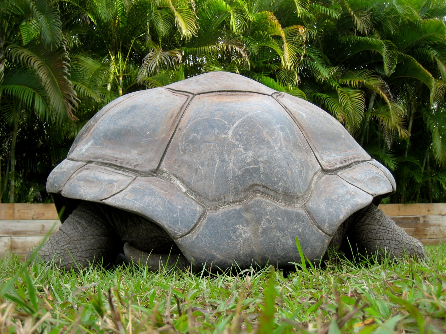 ALDABRA BREEDER