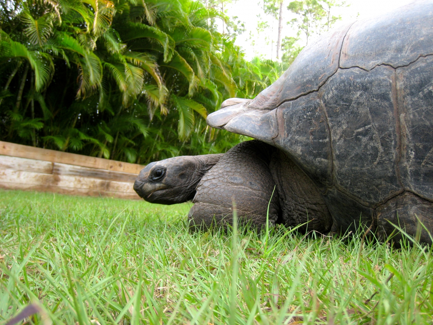 ALDABRA BREEDER