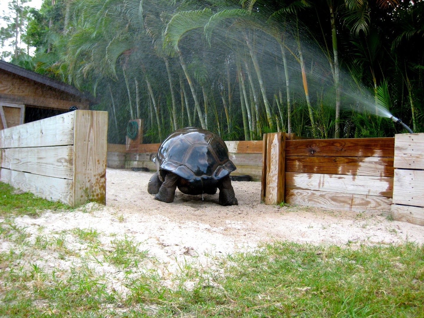ALDABRA BREEDER