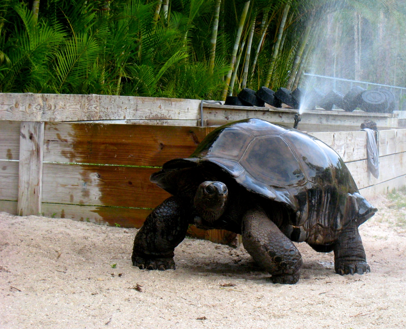 ALDABRA BREEDER