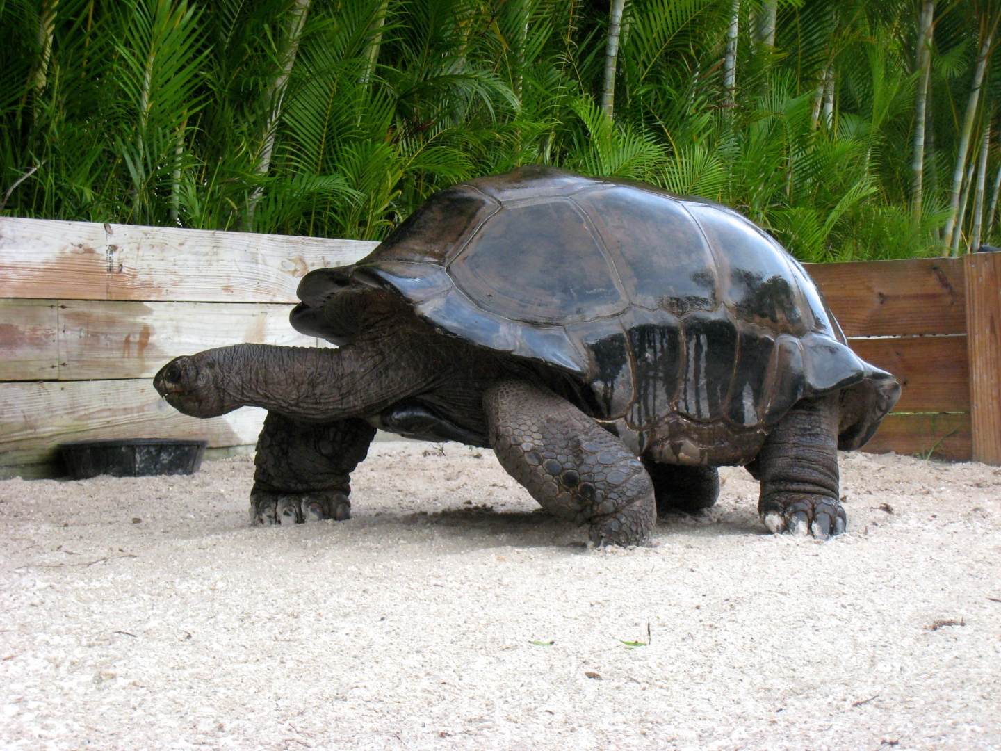 ALDABRA BREEDER