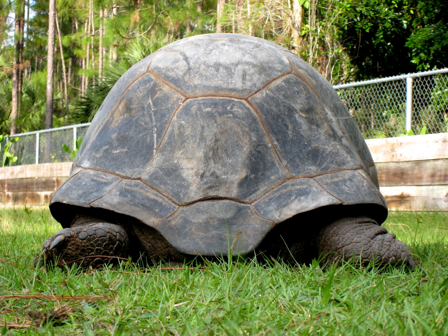 ALDABRA BREEDER