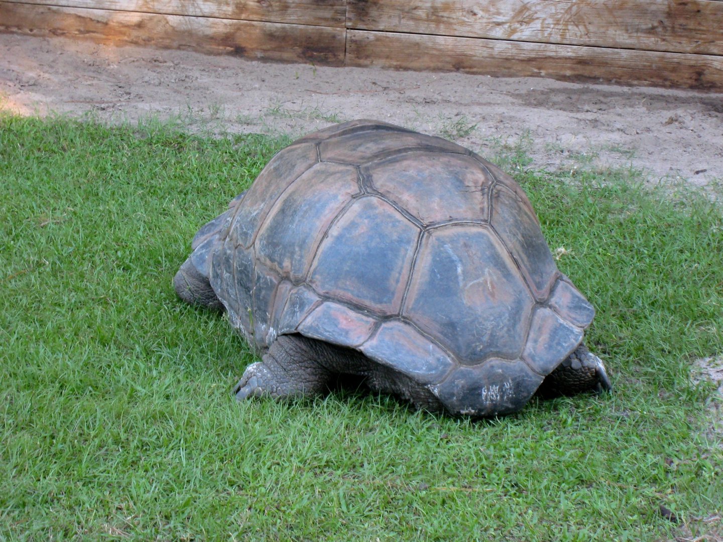 ALDABRA BREEDER
