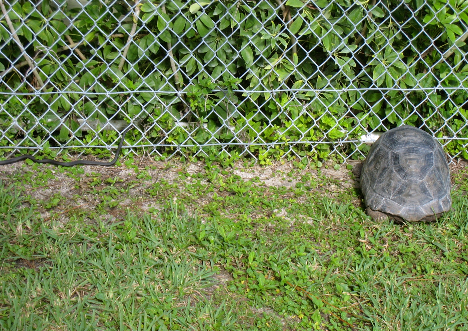 ALDABRA BREEDER