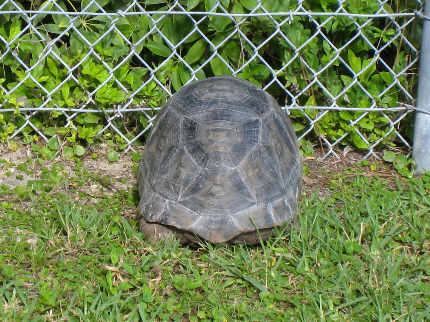 ALDABRA BREEDER