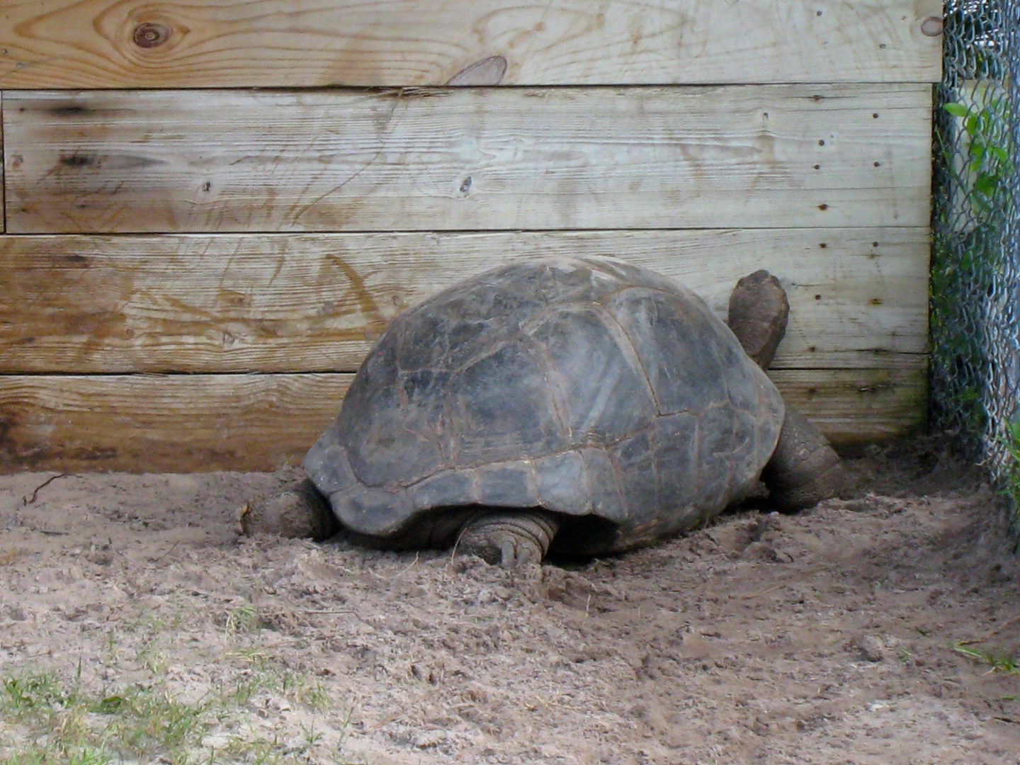 ALDABRA BREEDER