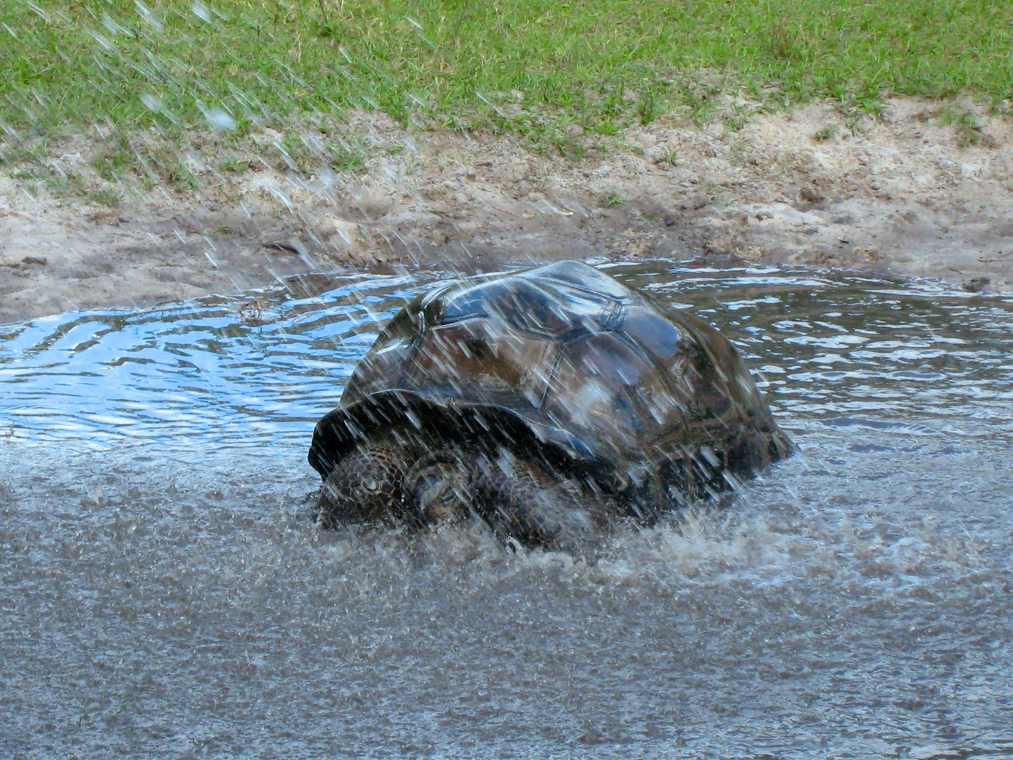 ALDABRA BREEDER