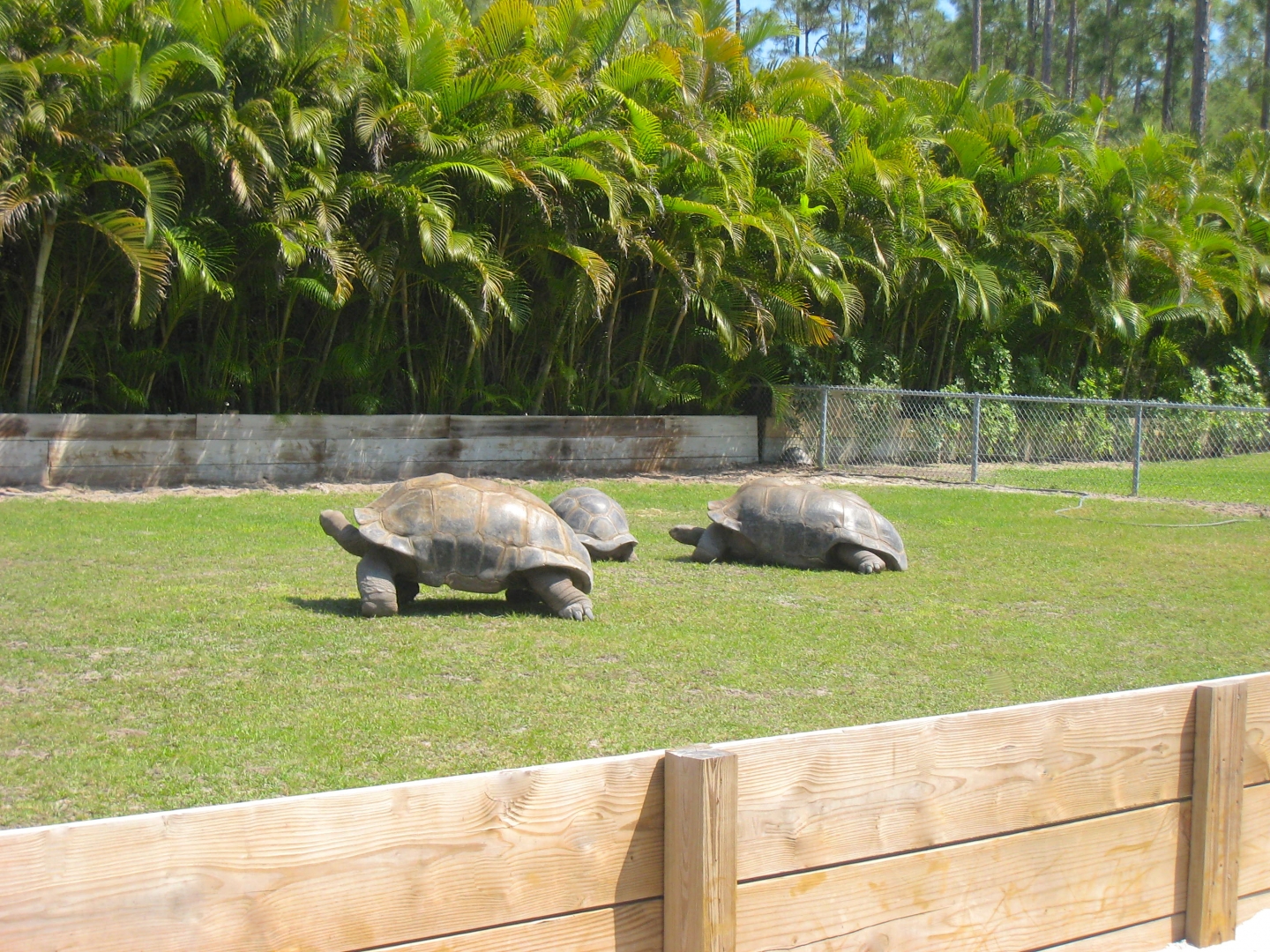 ALDABRA BREEDERS