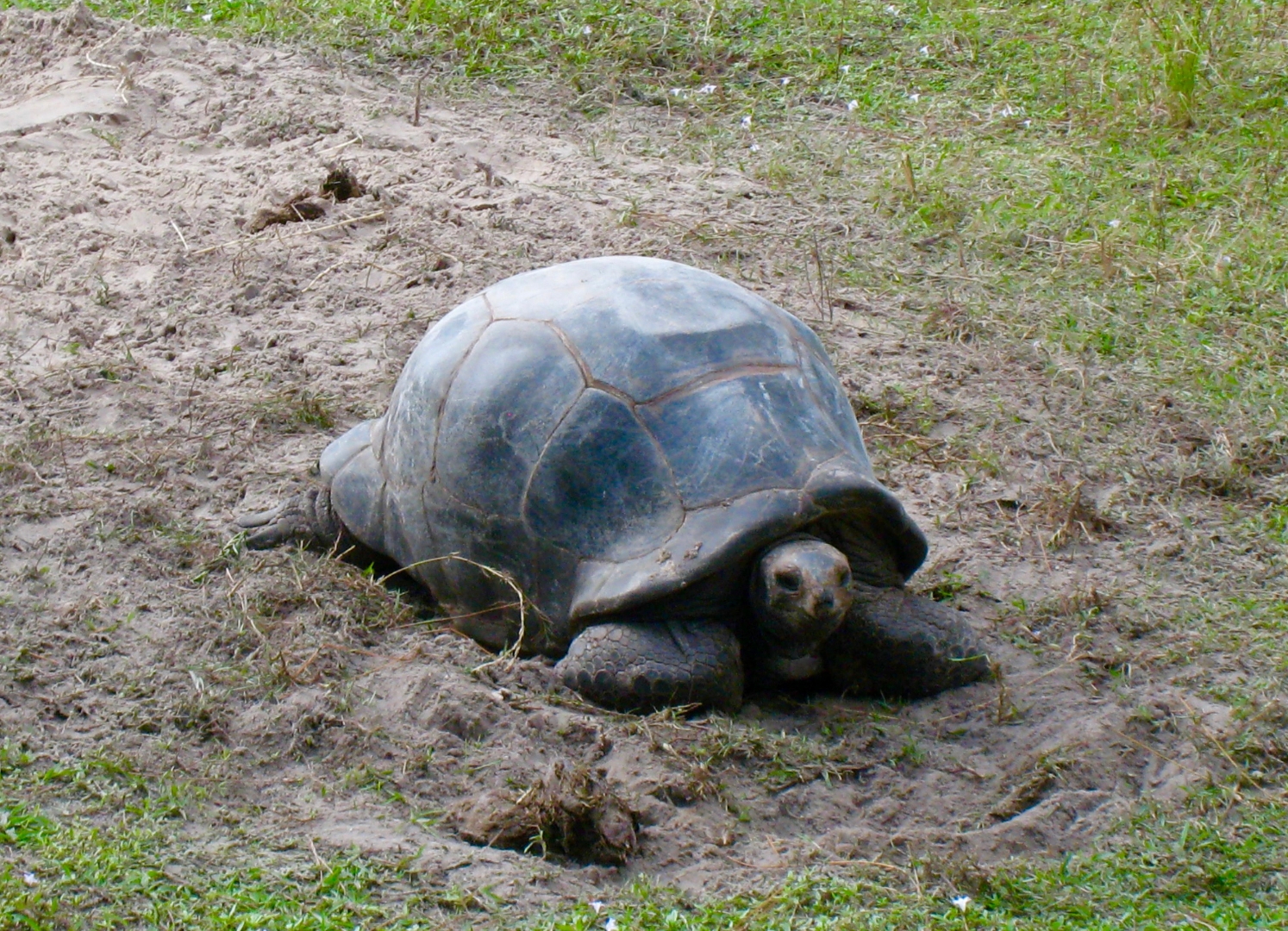 Aldabra Breeders