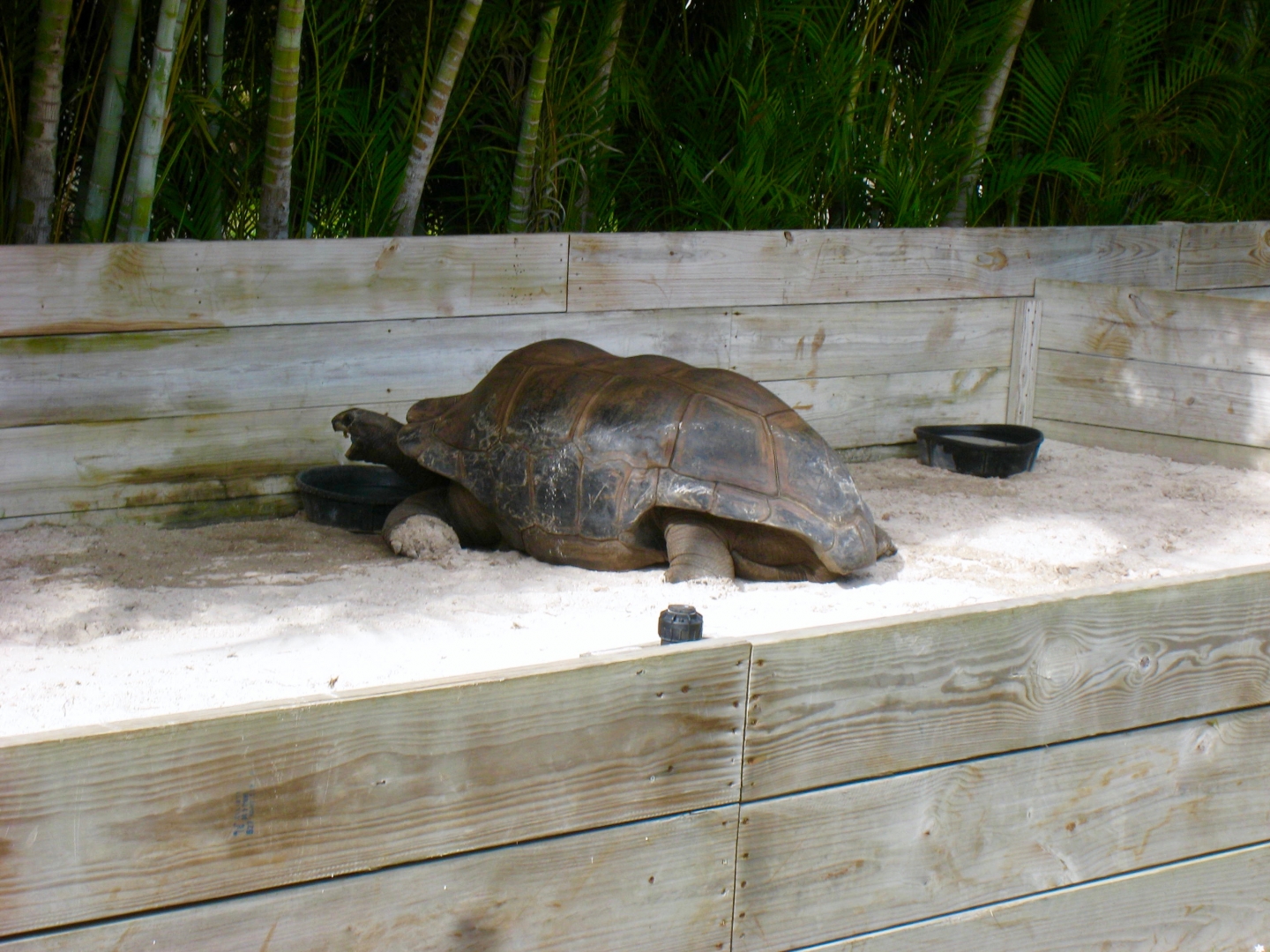 Aldabra Breeders