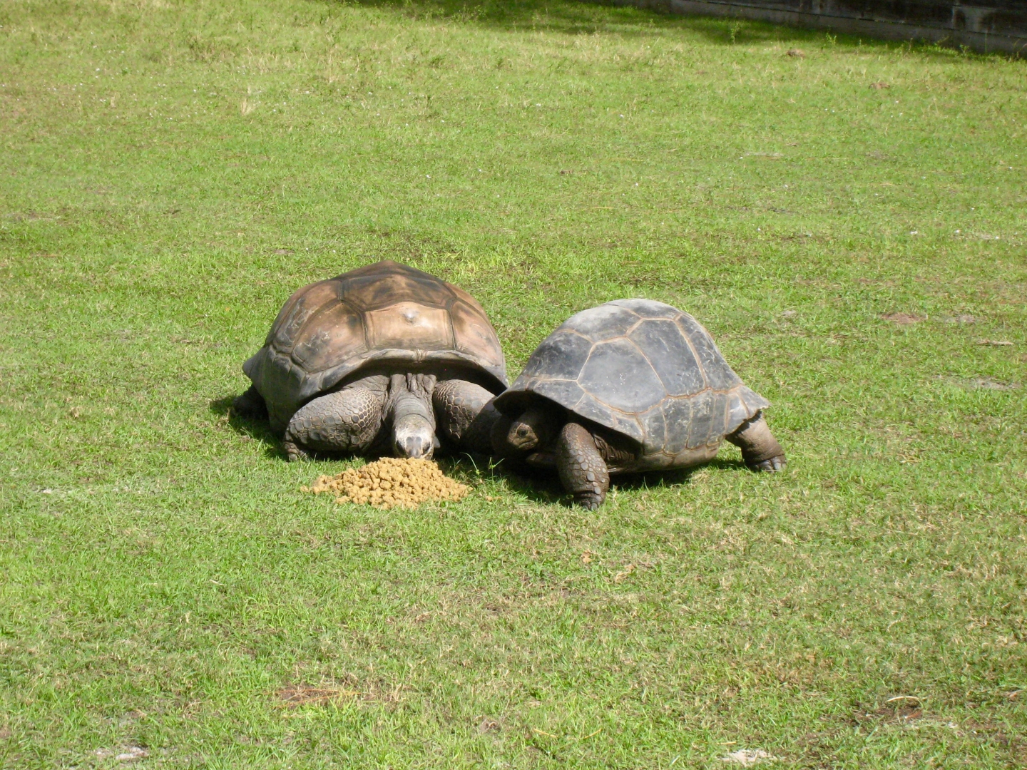 Aldabra Breeders