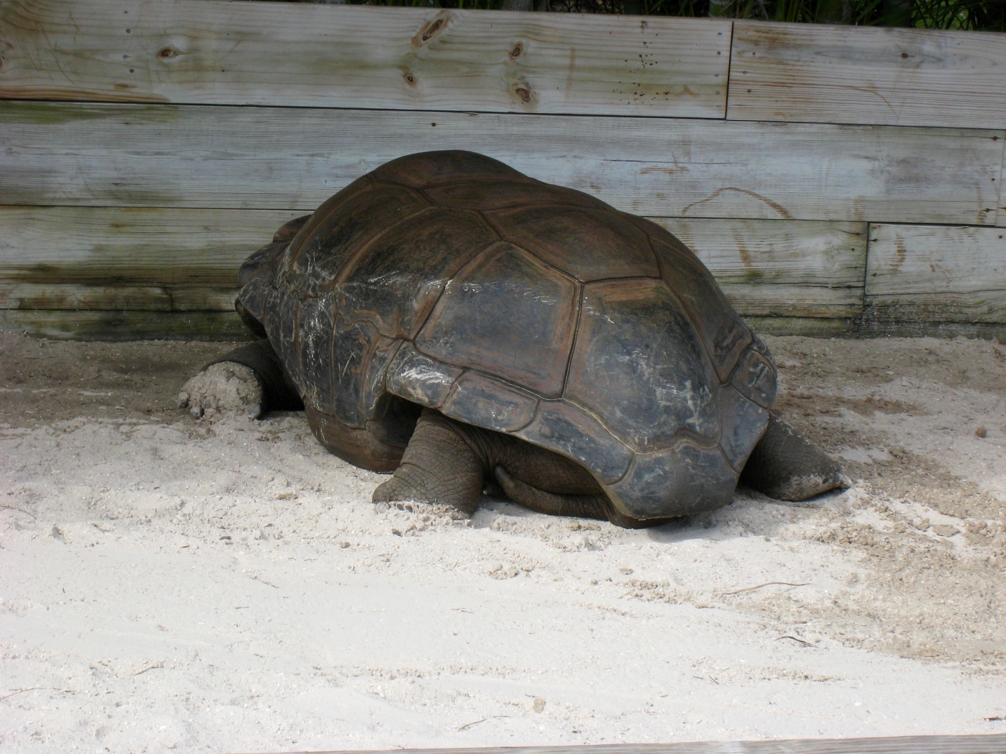 Aldabra Breeders