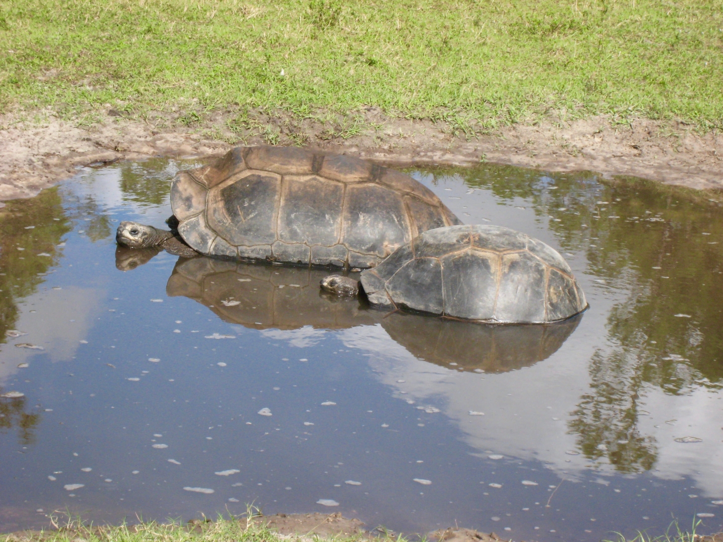Aldabra Breeders
