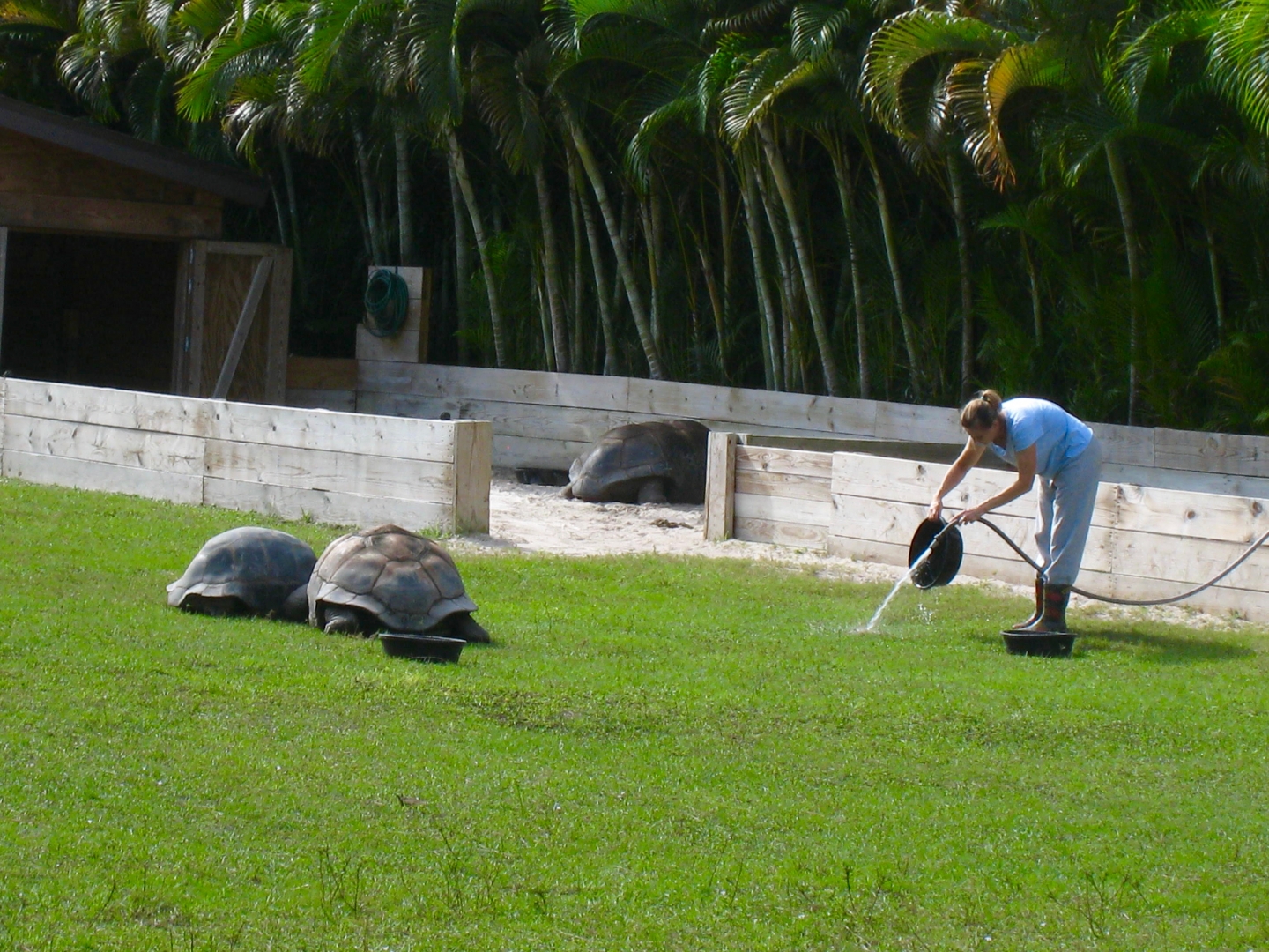 Aldabra Breeders
