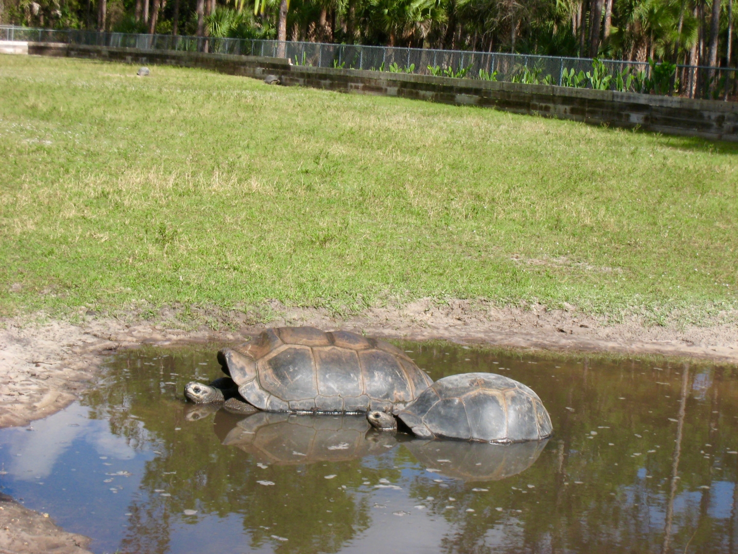Aldabra Breeders