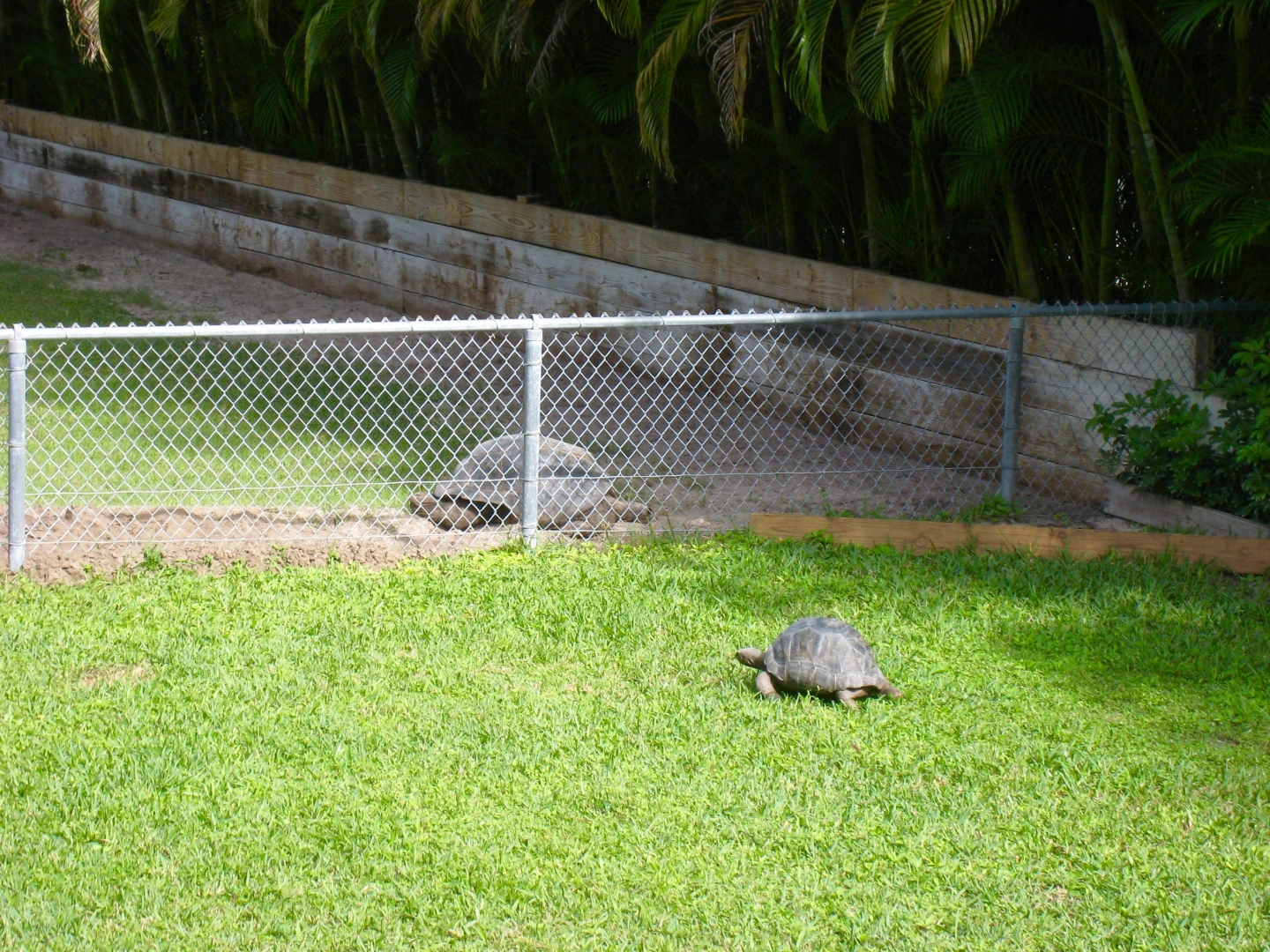 Aldabra Breeders