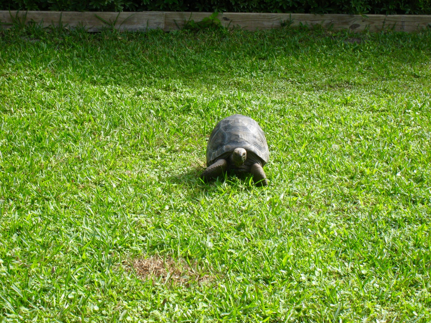 Aldabra Breeders