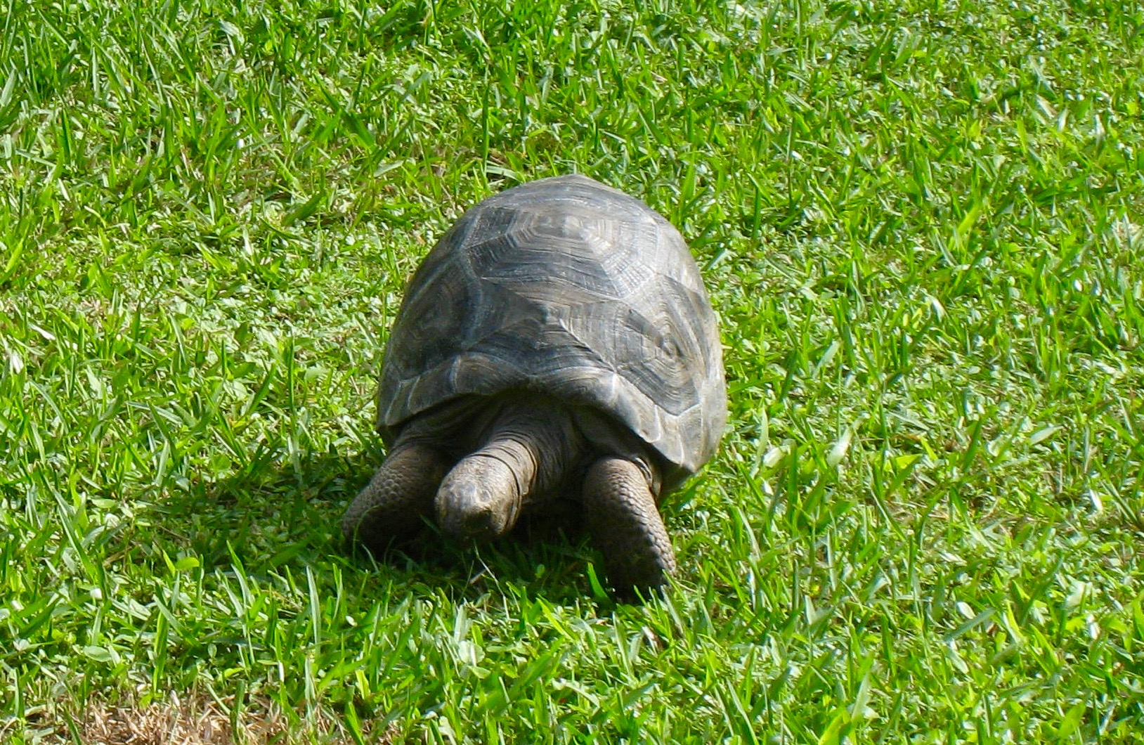 Aldabra Breeders
